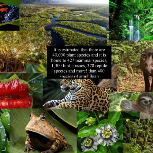 Collage 1